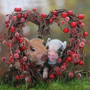 Meet your Posher, Laurie